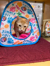 Frankie - Photo 5