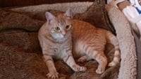 Frankie - Photo 2