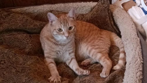 FRANKIE - Tabby available for adoption