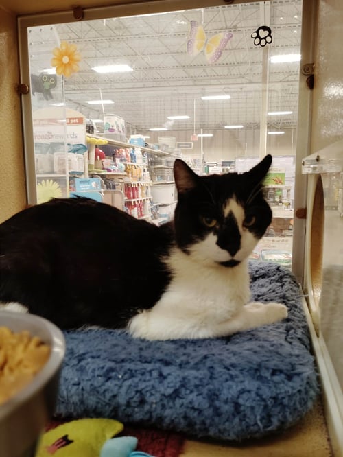 GORDON - Domestic Short Hair available for adoption