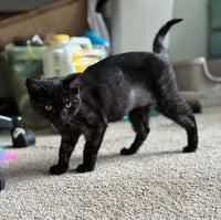 Panther - Photo 2