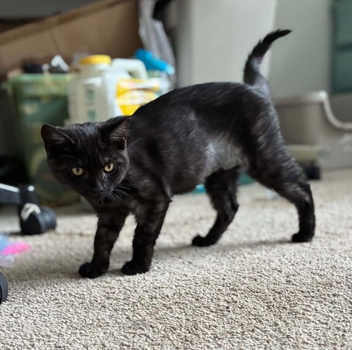 PANTHER - Domestic Short Hair available for adoption