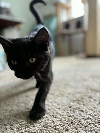 Panther - Photo 3