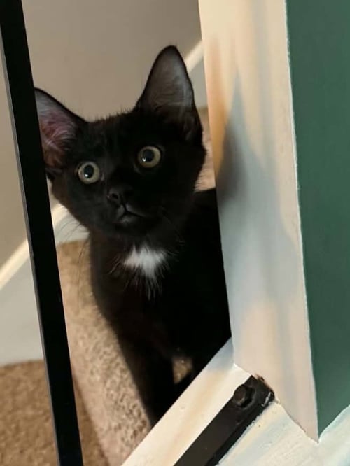 SYLVEON - Domestic Short Hair available for adoption