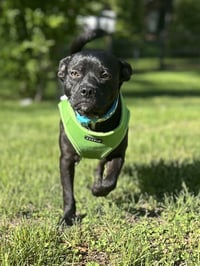 Nugget - Photo 1