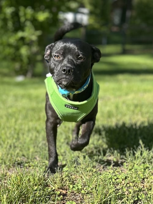 NUGGET - Pug available for adoption