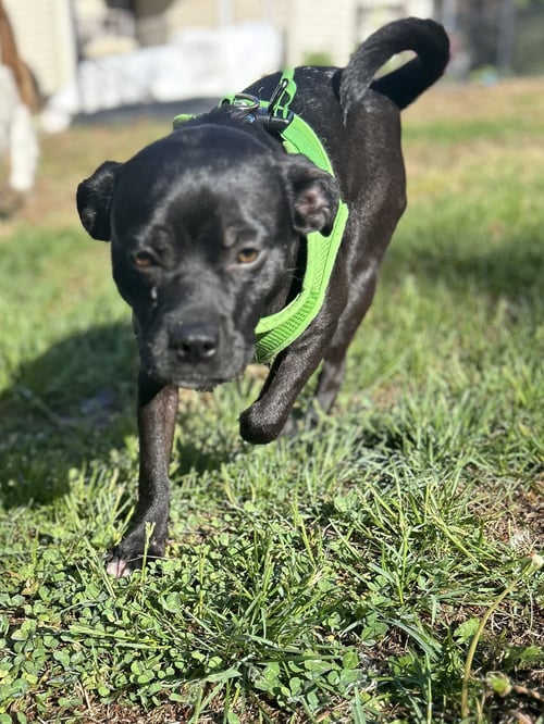 NUGGET - Pug available for adoption