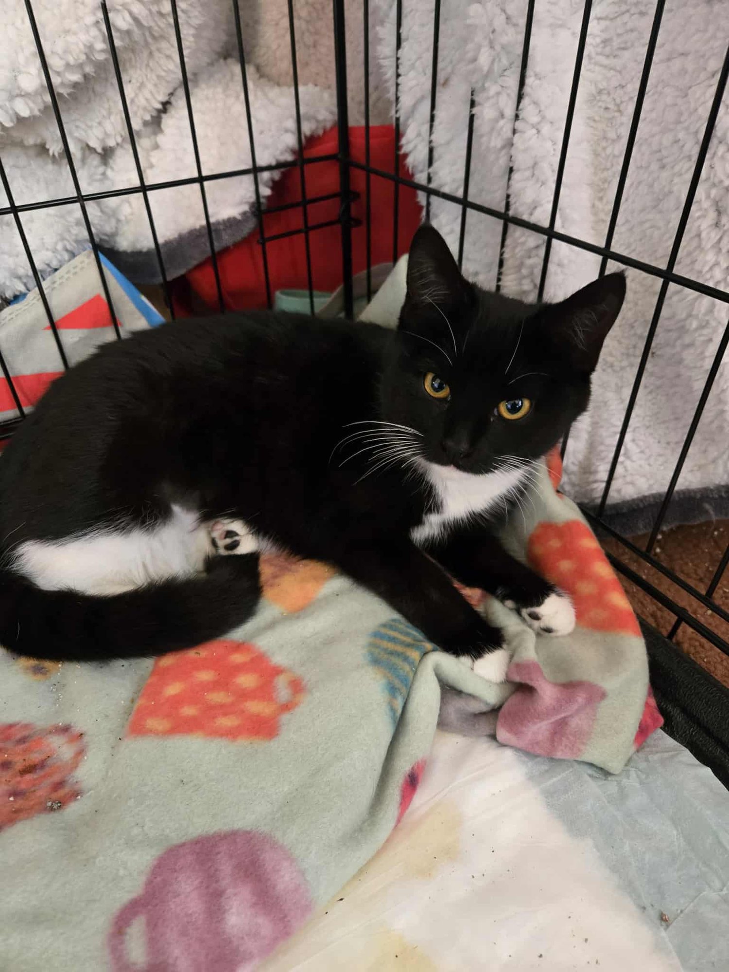 BELLA - Domestic Short Hair available for adoption