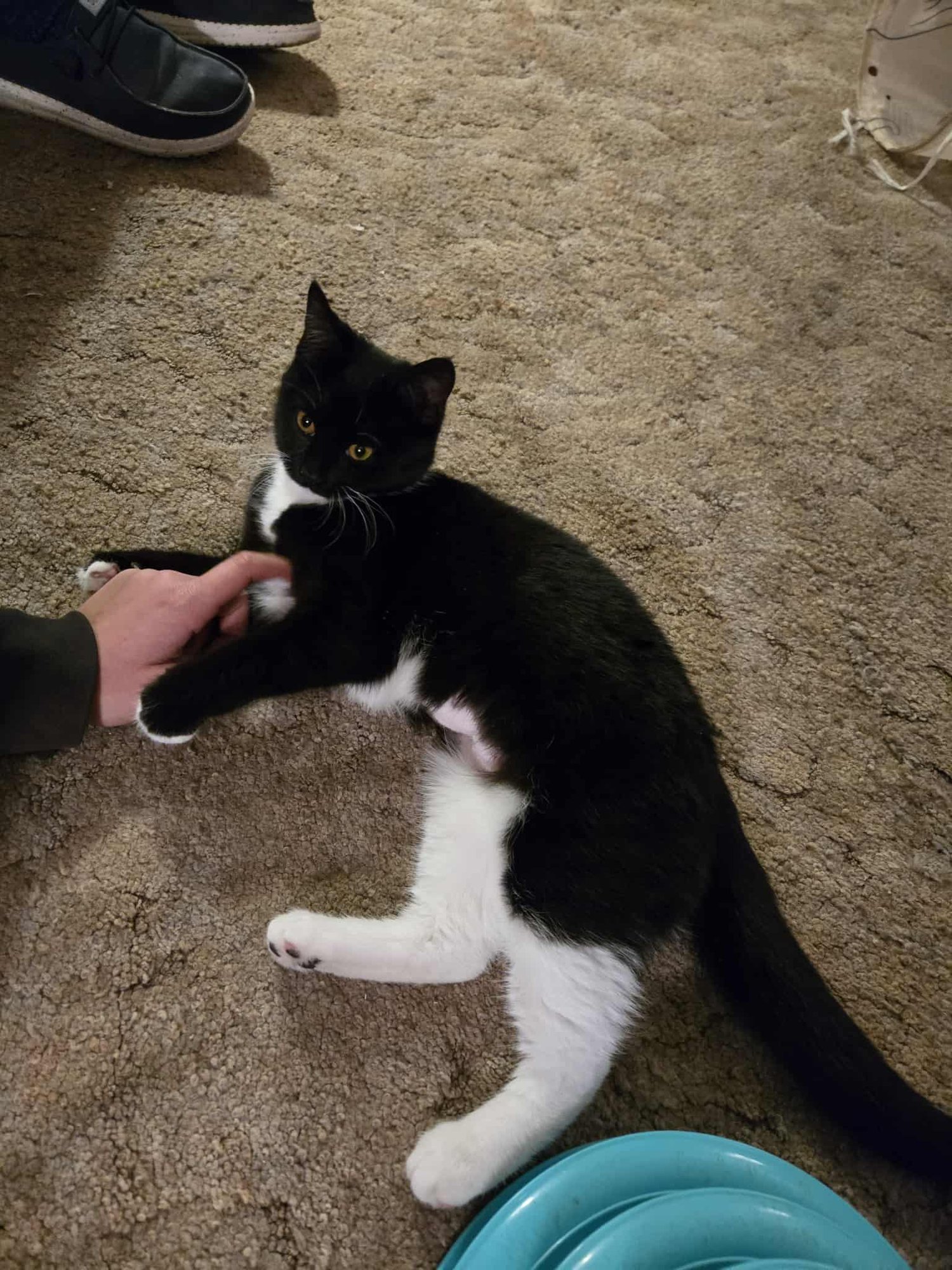 BELLA - Domestic Short Hair available for adoption