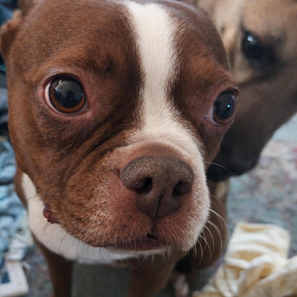 MOCHA