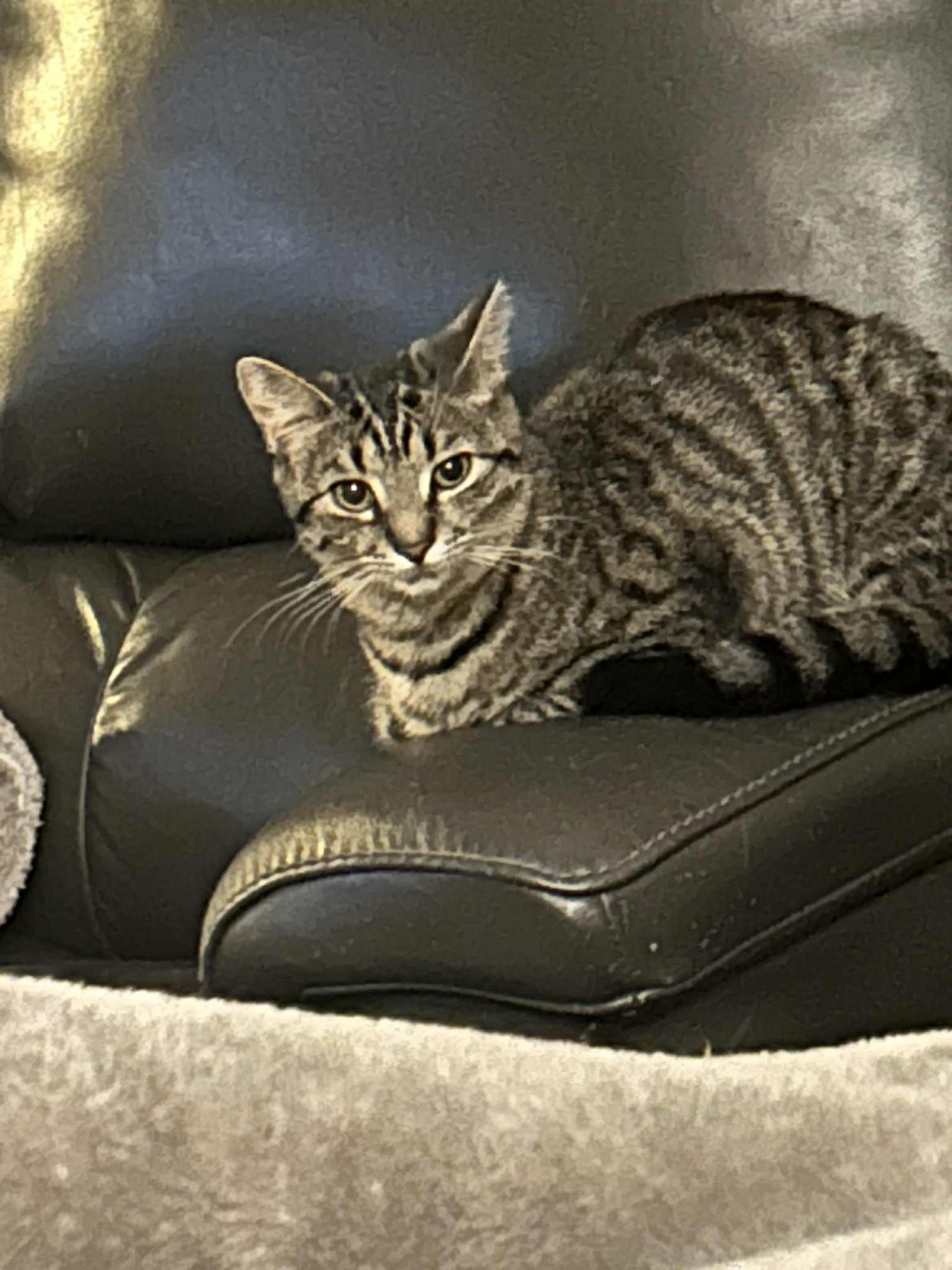 SWEETIE - Tabby available for adoption