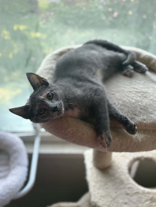 POSH - Tortoiseshell available for adoption