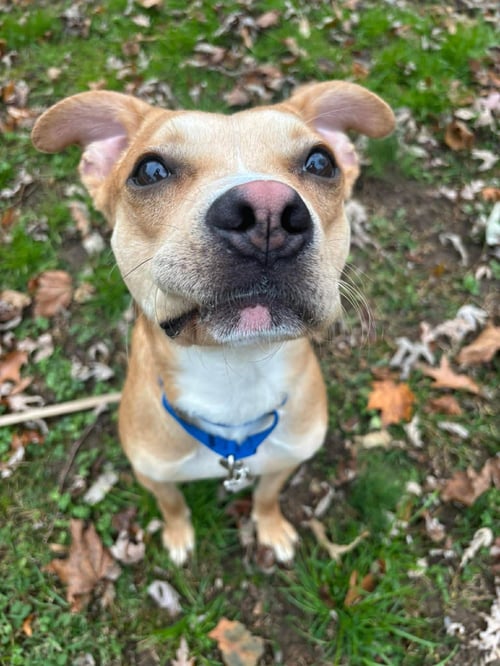 TANK - Boxer available for adoption