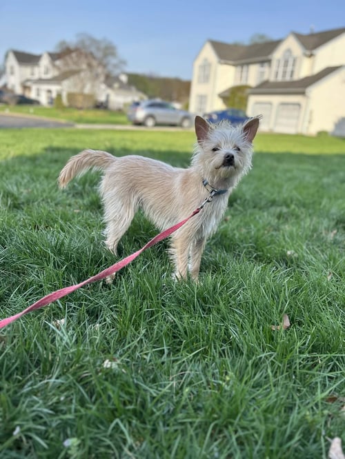 KAISER - Terrier available for adoption