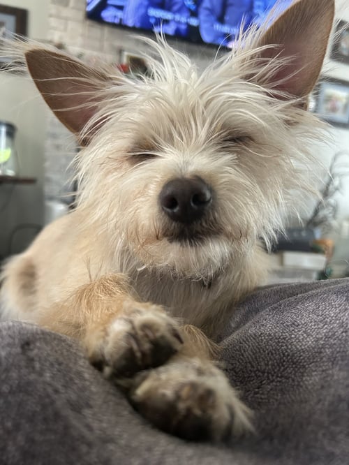 KAISER - Terrier available for adoption