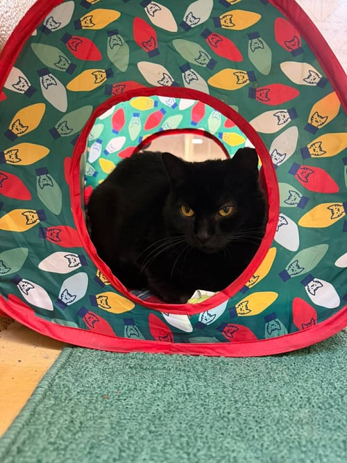LUNA - Domestic Short Hair available for adoption