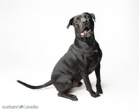 Doolie - M - Photo 2