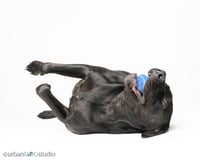 Doolie - M - Photo 3