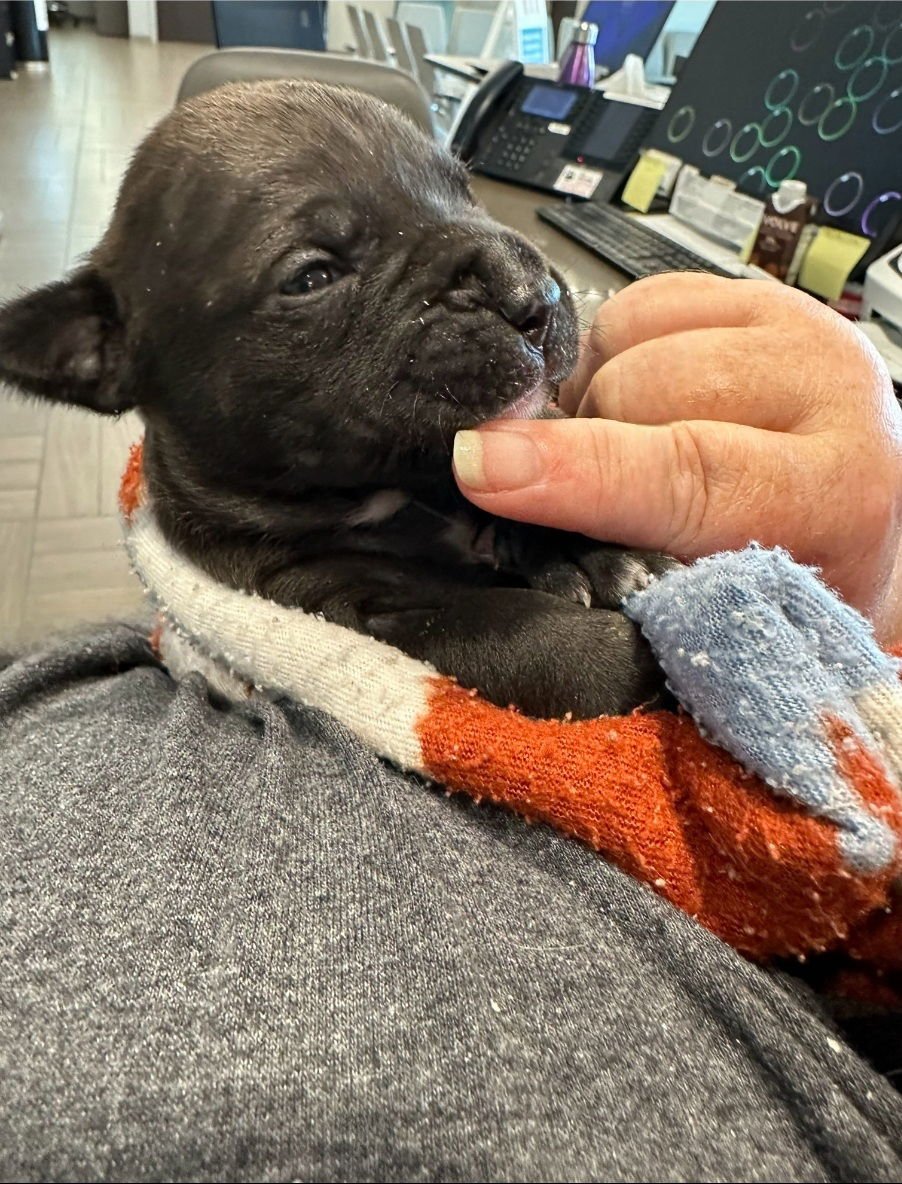 LICORICE - F - Labrador Retriever available for adoption