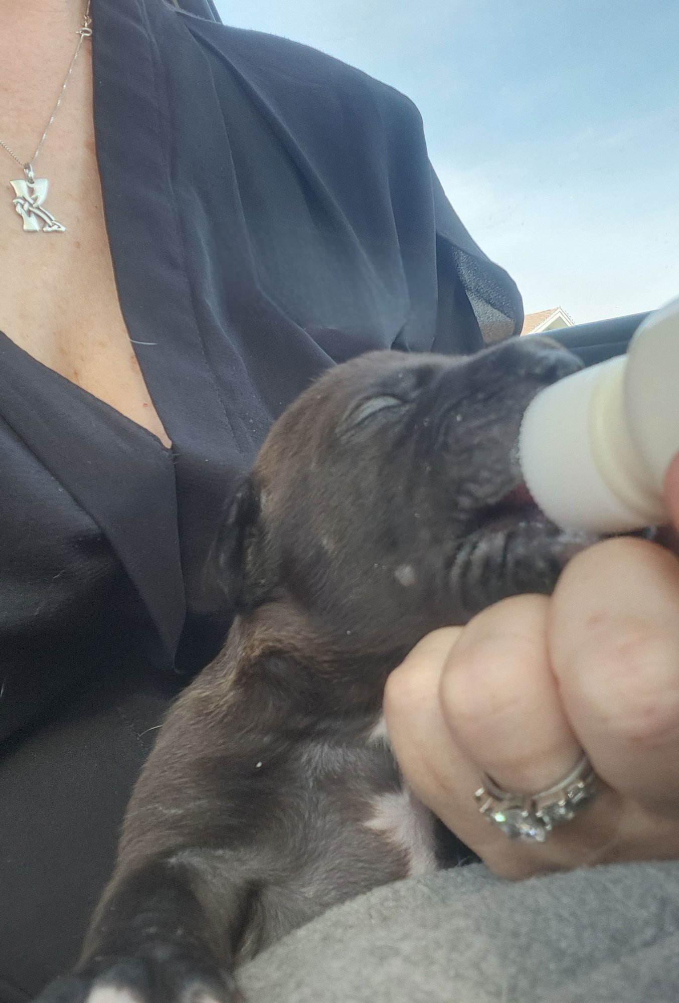 LICORICE - F - Labrador Retriever available for adoption