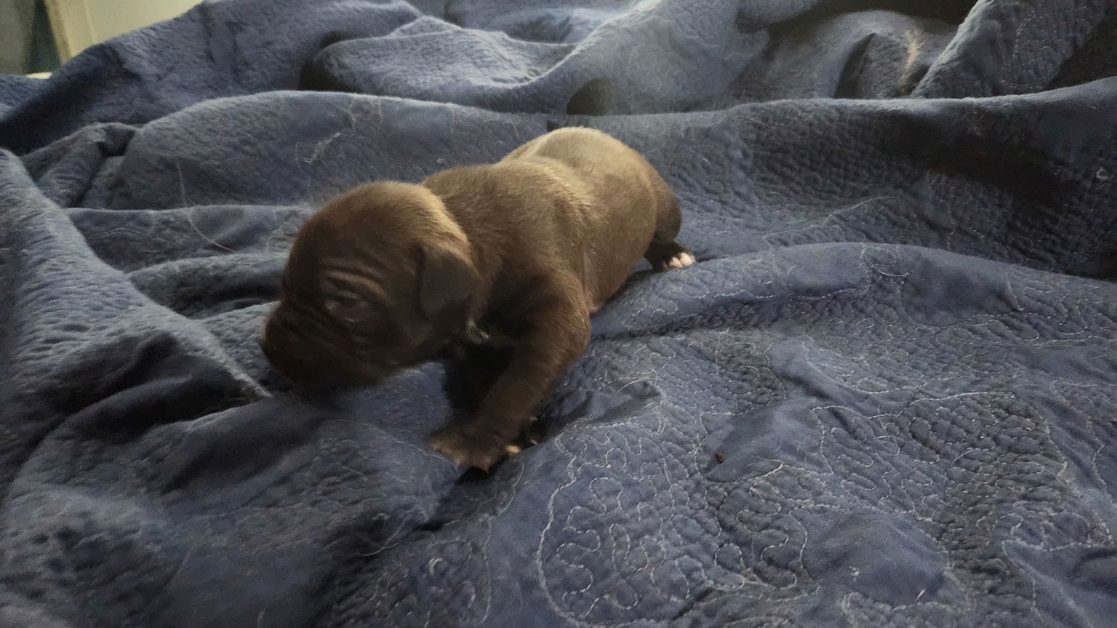 Licorice - F - Photo 3