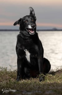 Ursa - F - Photo 5