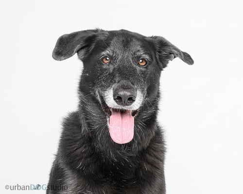 URSA - F - Shepherd / Labrador Retriever for adoption in St. Petersburg