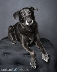Ursa - F - Photo 2
