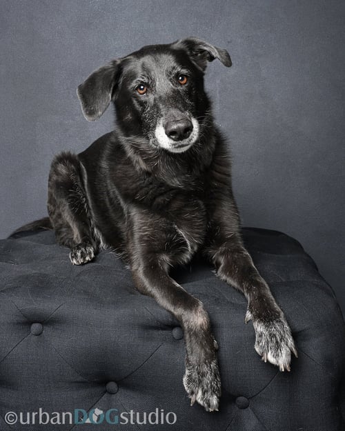 URSA - F - Shepherd / Labrador Retriever available for adoption