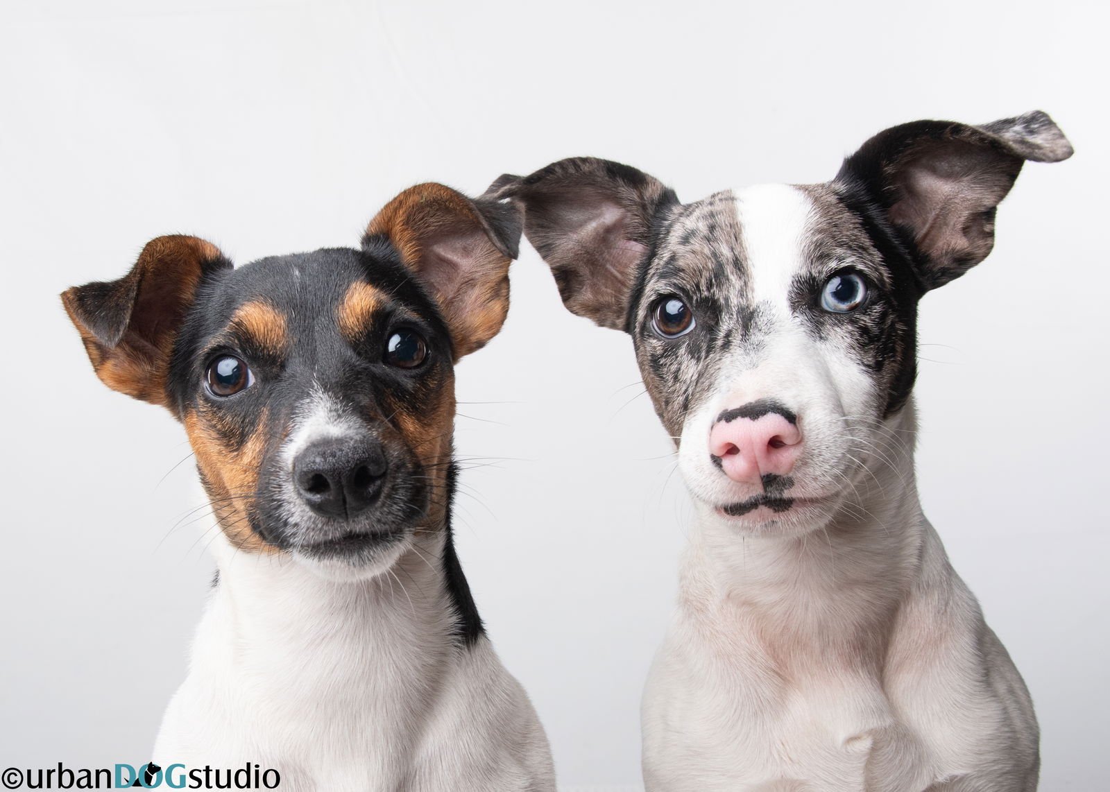 PEACH & SPROUT  - BONDED PAIR - Jack Russell Terrier available for adoption