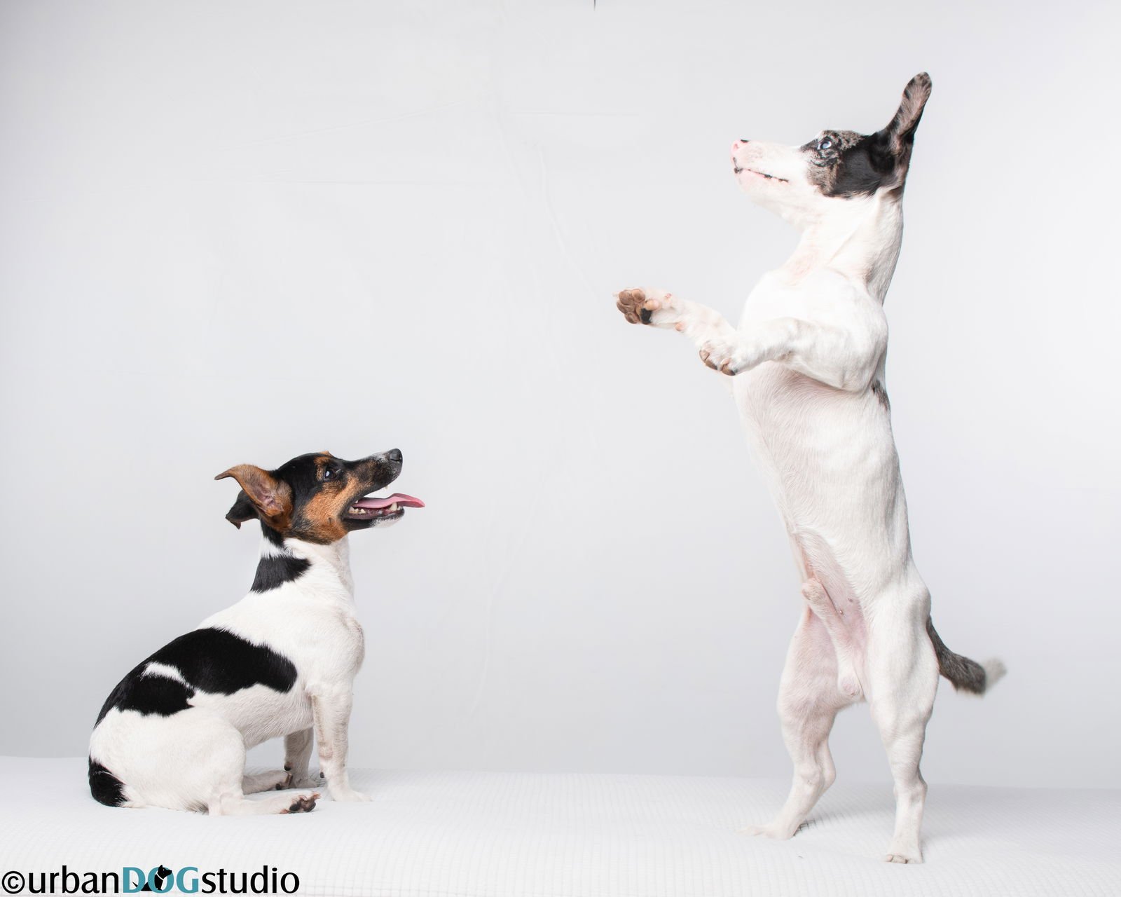 PEACH & SPROUT  - BONDED PAIR - Jack Russell Terrier available for adoption