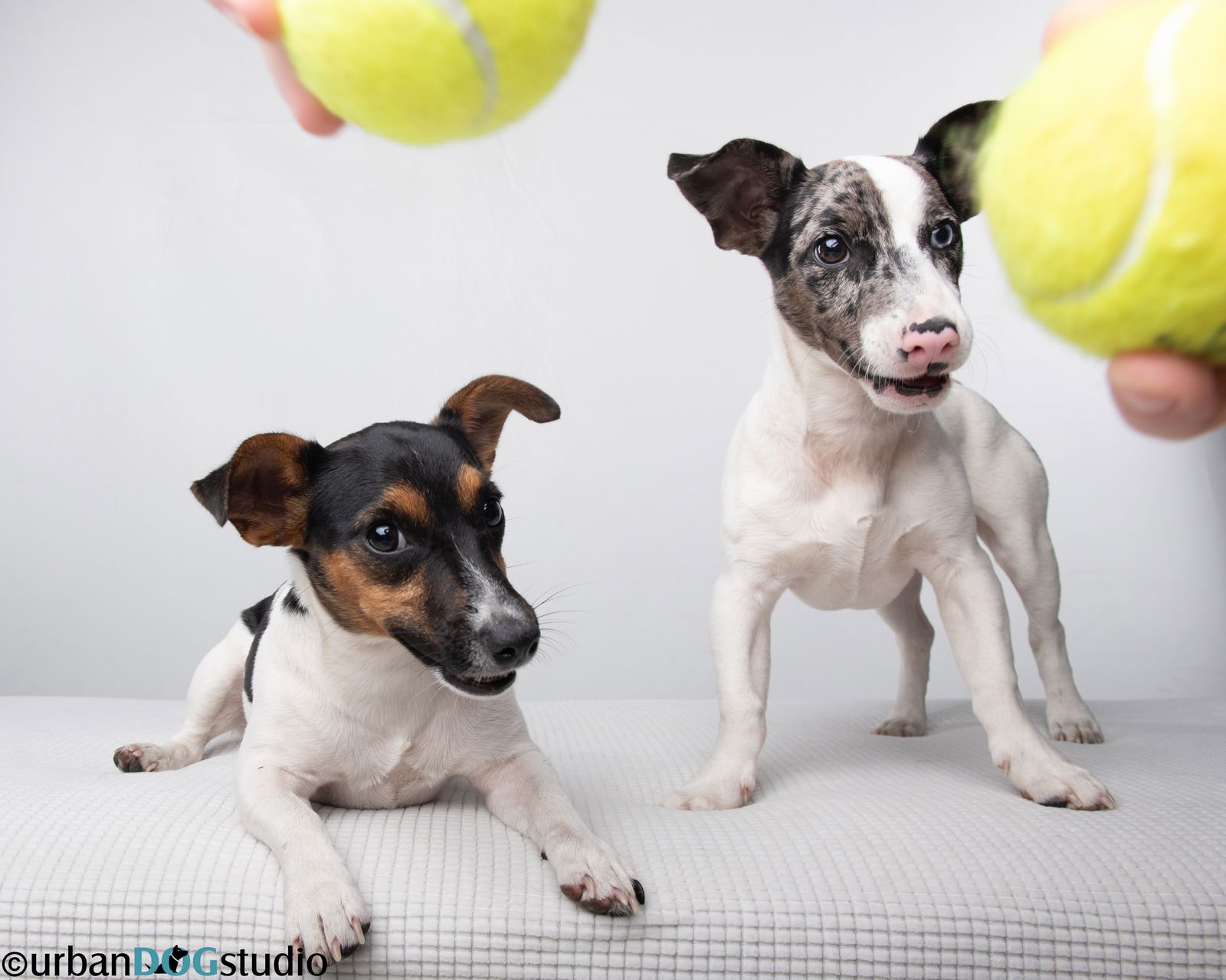 Peach & Sprout  - Bonded pair - Photo 3