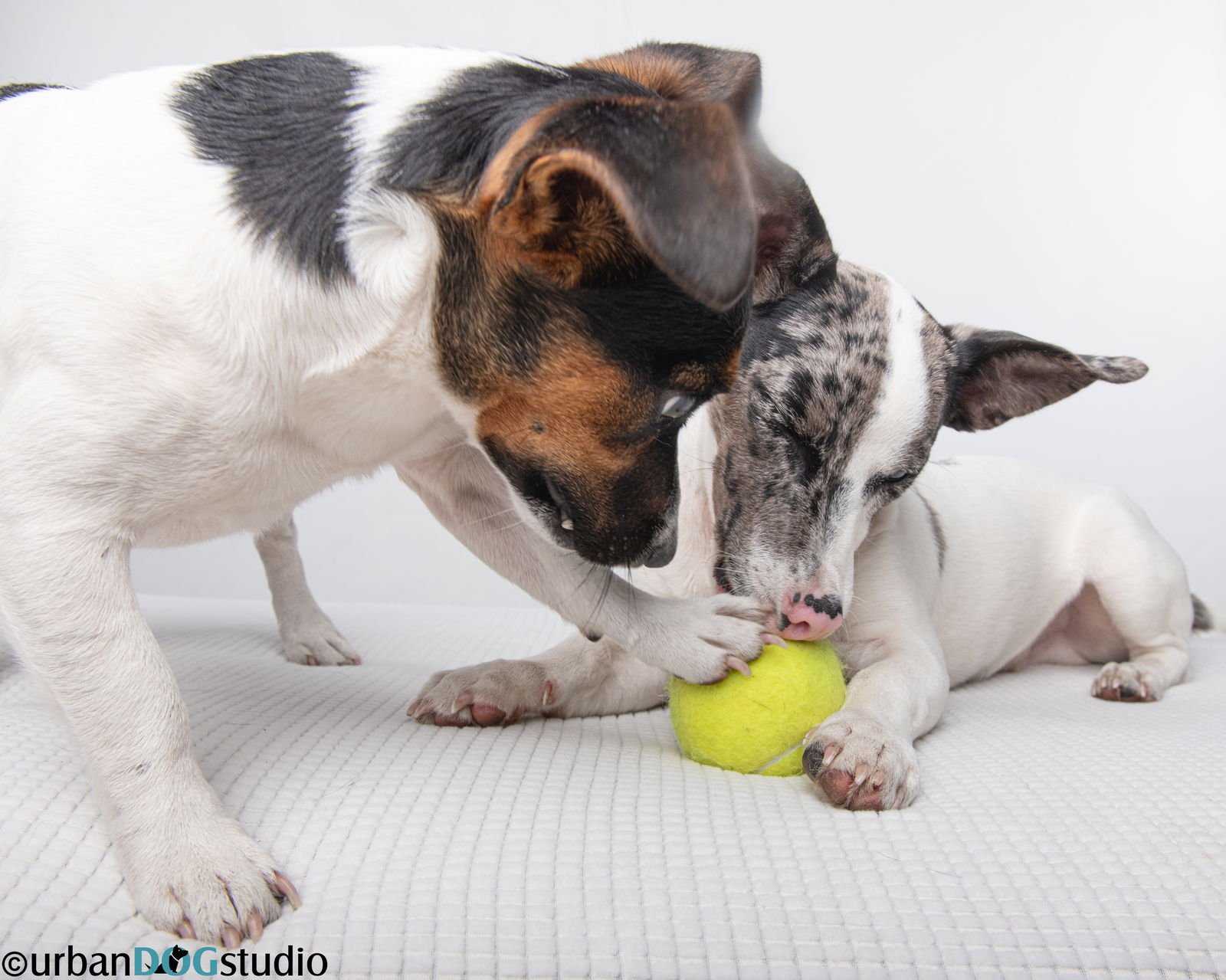 Peach & Sprout  - Bonded pair - Photo 4