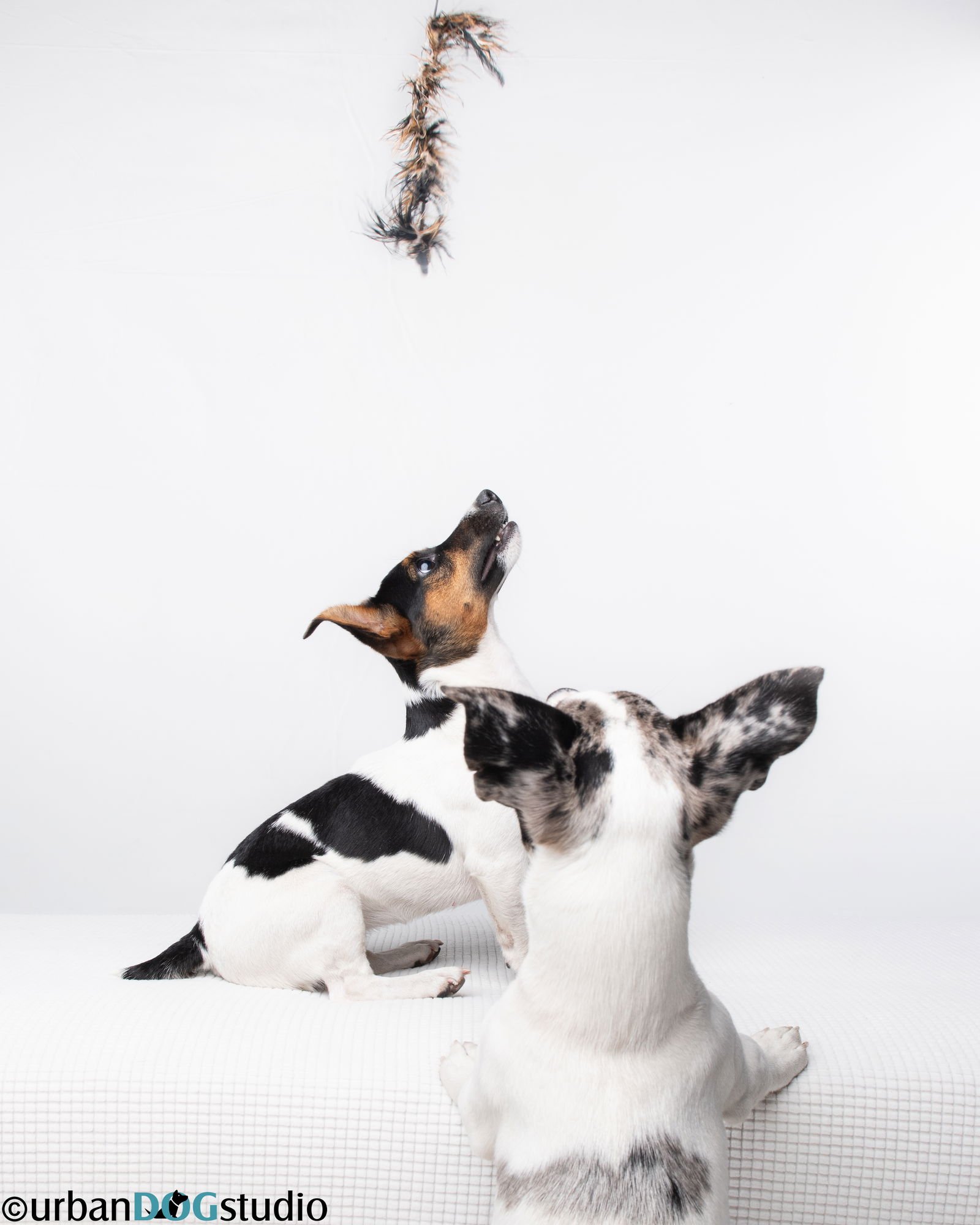 Peach & Sprout  - Bonded pair - Photo 5