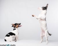 Bonded pair - Peach & Sprout - Photo 2
