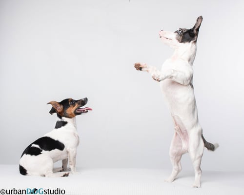 BONDED PAIR - PEACH & SPROUT - Jack Russell Terrier available for adoption