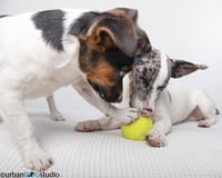 Bonded pair - Peach & Sprout - Photo 4