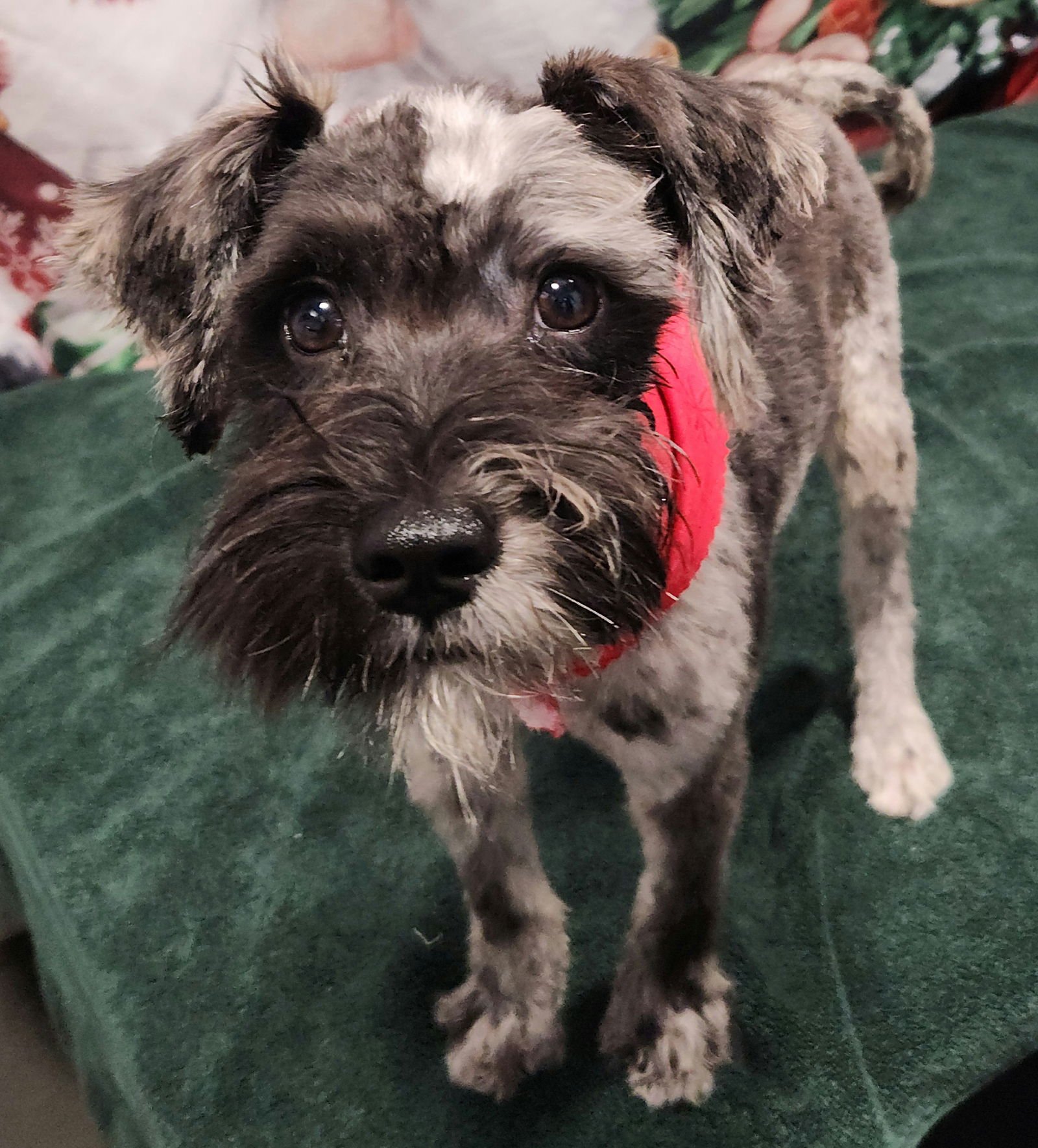 PRETZEL - M - Schnauzer available for adoption