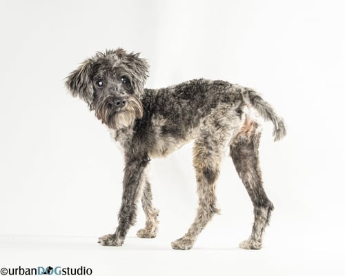 PRETZEL - M - Schnauzer available for adoption