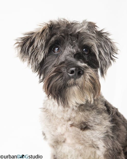 PRETZEL - M - Schnauzer for adoption in St. Petersburg
