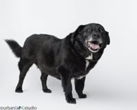 Bonded Pair - Cooper & Artie - Photo 3