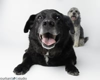 Bonded Pair - Cooper & Artie - Photo 6
