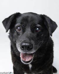 Bonded Pair - Cooper & Artie - Photo 4