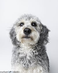 Bonded Pair - Cooper & Artie - Photo 5