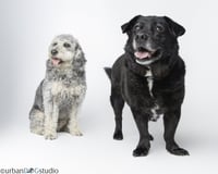 Bonded Pair - Cooper & Artie - Photo 1