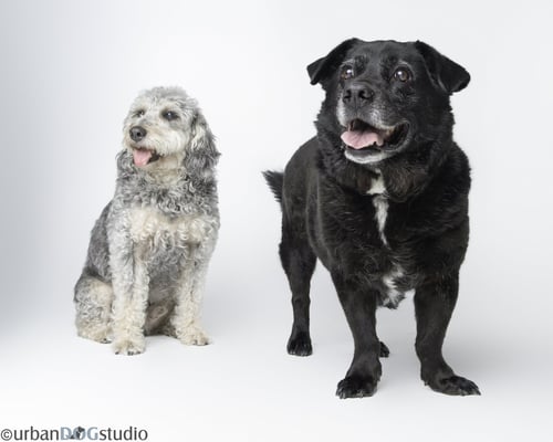 BONDED PAIR - COOPER & ARTIE - Labrador Retriever / Poodle (Standard) for adoption in St. Petersburg