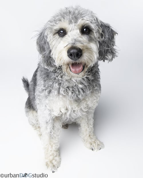 BONDED PAIR - COOPER & ARTIE - Labrador Retriever / Poodle (Standard) available for adoption