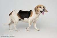 Daisy - F - Photo 3