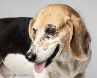 Daisy - F - Photo 4