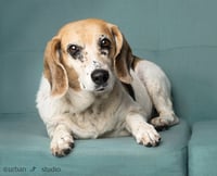 Daisy - F - Photo 2